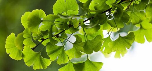 ginkgo biloba plante de guérison parfaite