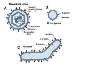 Virus Hépatite b Solution unique de guérison hépatite b