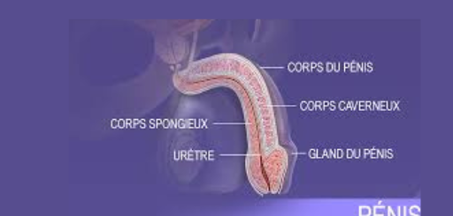 L'Anatomie Et La Physiologie Du Pénis