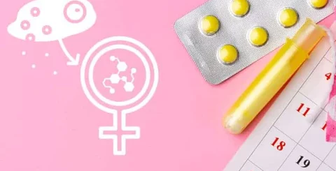 Les hormones sexuelles