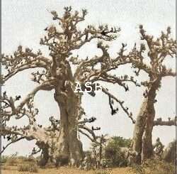 L'écorce du Baobab Pour Développer le Pénis Naturellement