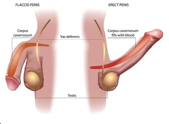 Faire grossir le pénis.27-Exercice grosseur 3.