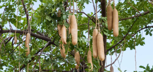 Tous les exercices du prg.09-Exercice longueur 5.