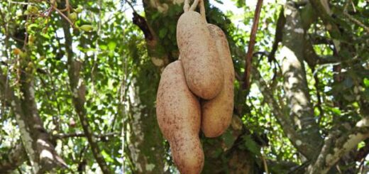 Tous les exercices du prg.11-Exercice longueur 7.