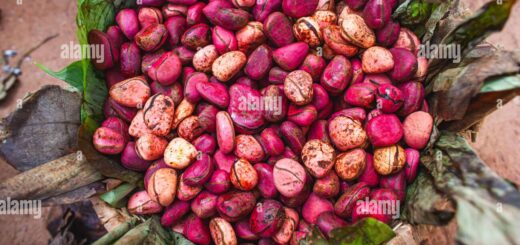 Allonger le pénis-09-Exercice longueur 5