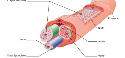 Tous les exercices du prg.06-Exercice longueur 2.