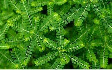 Remèdes Africains Hépatite B : Les vertus du phyllanthus amarus