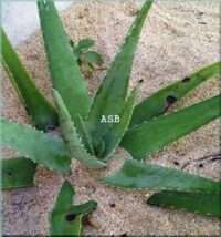 Agrandir le Pénis : Aloe Vera Pour Développer le Pénis Rapidement