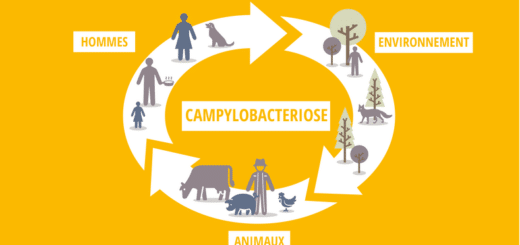 Campylobacteriose Causes et Remède Naturel