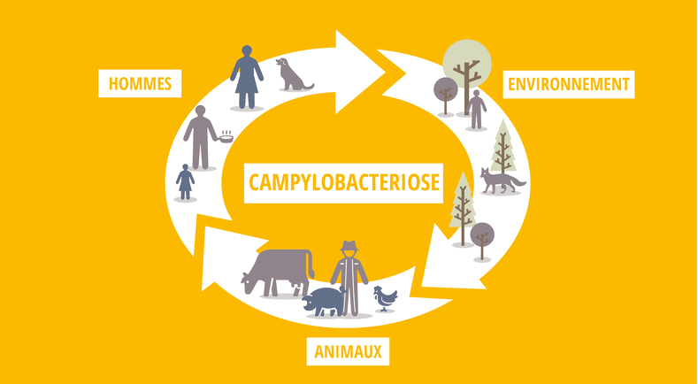 Campylobacteriose Causes et Remède Naturel