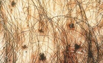 Morpions Conséquences et Solution Naturelle