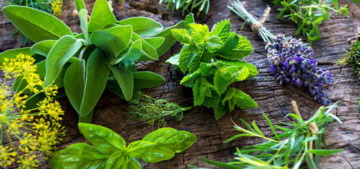 Les 10 Plantes Médicinales Pour Soigner Les Maladies .