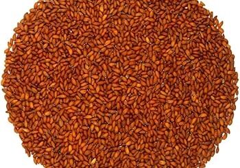 Graine de Cresson Bienfaits : Comment Utiliser les Graines de Cresson