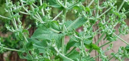 Produit Naturel Bénéfique Pour Diabète de Type 2