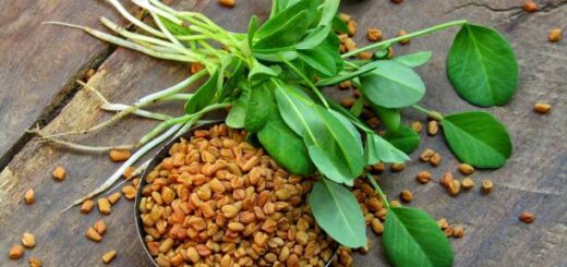 Agrandir le Pénis Avec Les Graines de Fenugrec