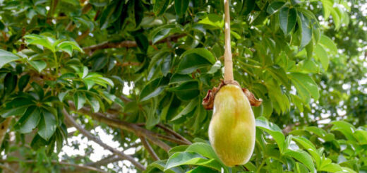 Vertus du Pain de Singe