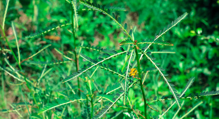 Les bienfaits de la plante phyllanthus
