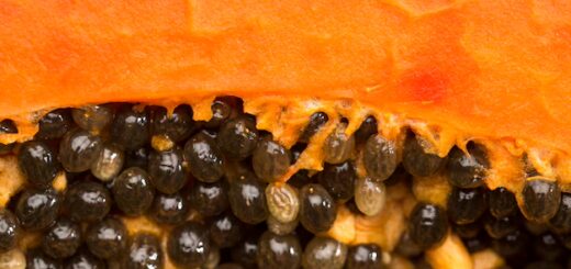 Agrandir le Pénis Avec Les Graines de Papaye