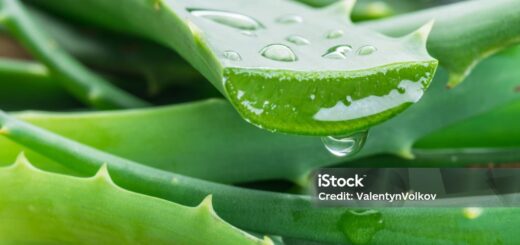 Aloe Vera : Bienfaits Indications Conseils sur Aloe vera