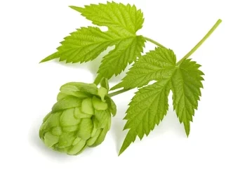 Bienfaits du Houblon : Le houblon contre l’éjaculation précoce et l’énurésie