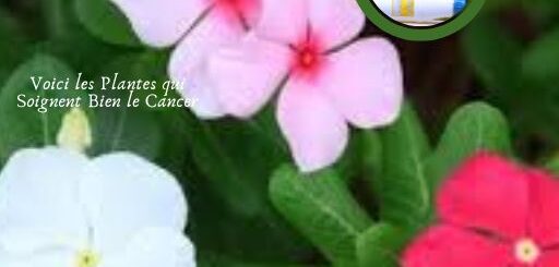 Voici les Plantes qui Soignent Bien le Cancer