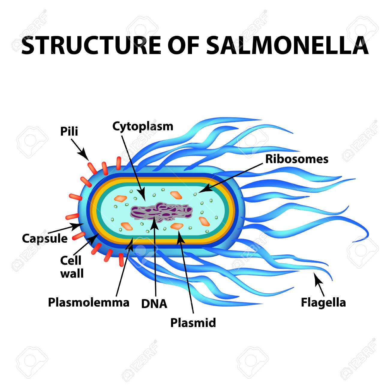 Salmonella Causes Traitement Naturel