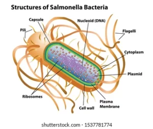 Salmonella Causes Traitement Naturel