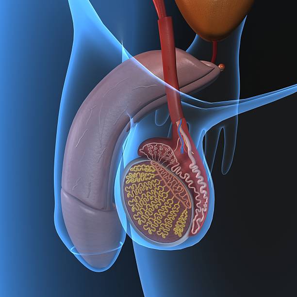 kyste Testiculaire Causes Symptômes Traitement Naturel kyste Testiculaire