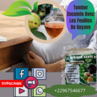 Tomber Enceinte Avec Les Feuilles De Goyave