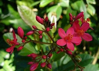 Comprendre les bienfaits du jatropha