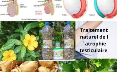 Atrophie testiculaire: Traitement 100 % Naturel