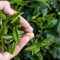 Traitement naturel pour Fibrome utérin