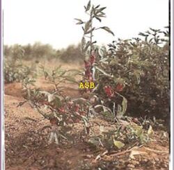 Hibiscus sabdariffa : Bienfaits , Utilisations et Propriétés