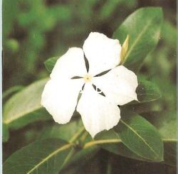 Catharanthus roseus( Pervenche de Madagascar)