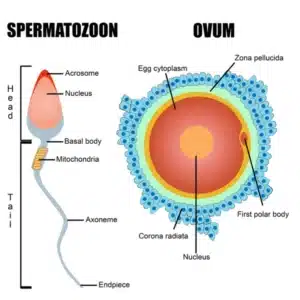 Solution naturelle contre la nécrospermie 