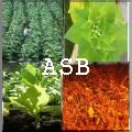 Tisane 558: Traitement Naturel Addiction Drogue Alcool Tabac