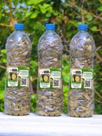Tisane 637:Traitement Naturel De L'épilepsie( Maladies Convulsives )