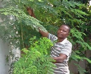 Le Moringa et ses Bienfaits