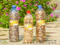 Plantes Contre Les Maladies Virales du Sang