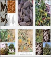 Tisane 535: Vaginose Bactérienne Traitement Naturel Vaginose