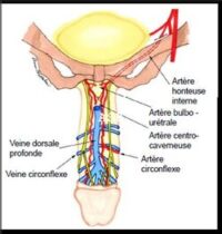 Recettes contre Faiblesse Sexuelle