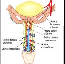 Recettes contre Faiblesse Sexuelle