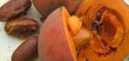 Cola de Caballo Bienfaits