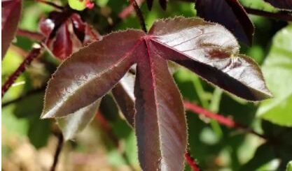 Les Plantes qui Soignent le SIDA : Recette contre le VIH