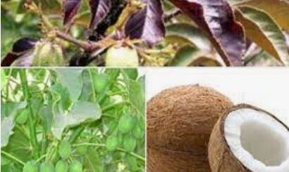 Comment utiliser Jatropha Rouge contre le SIDA?