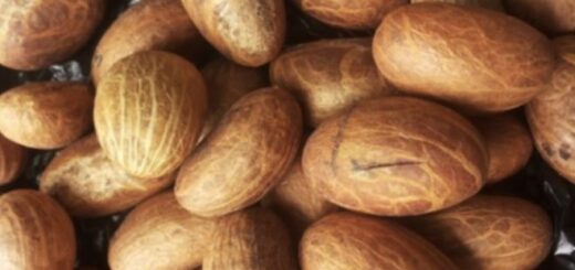 Mélange de Petit cola et épices: Bienfaits