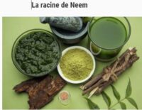 Tisane 544: Quelle Plante Pourrait Soigner le SIDA? Peut-on Guérir du SIDA?