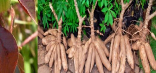 Utilisation du jatropha rouge pour guérir le VIH