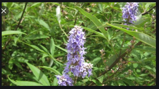 Tisane 549: Pubalgie Traitement Naturel Pubalgie Solution Plantes